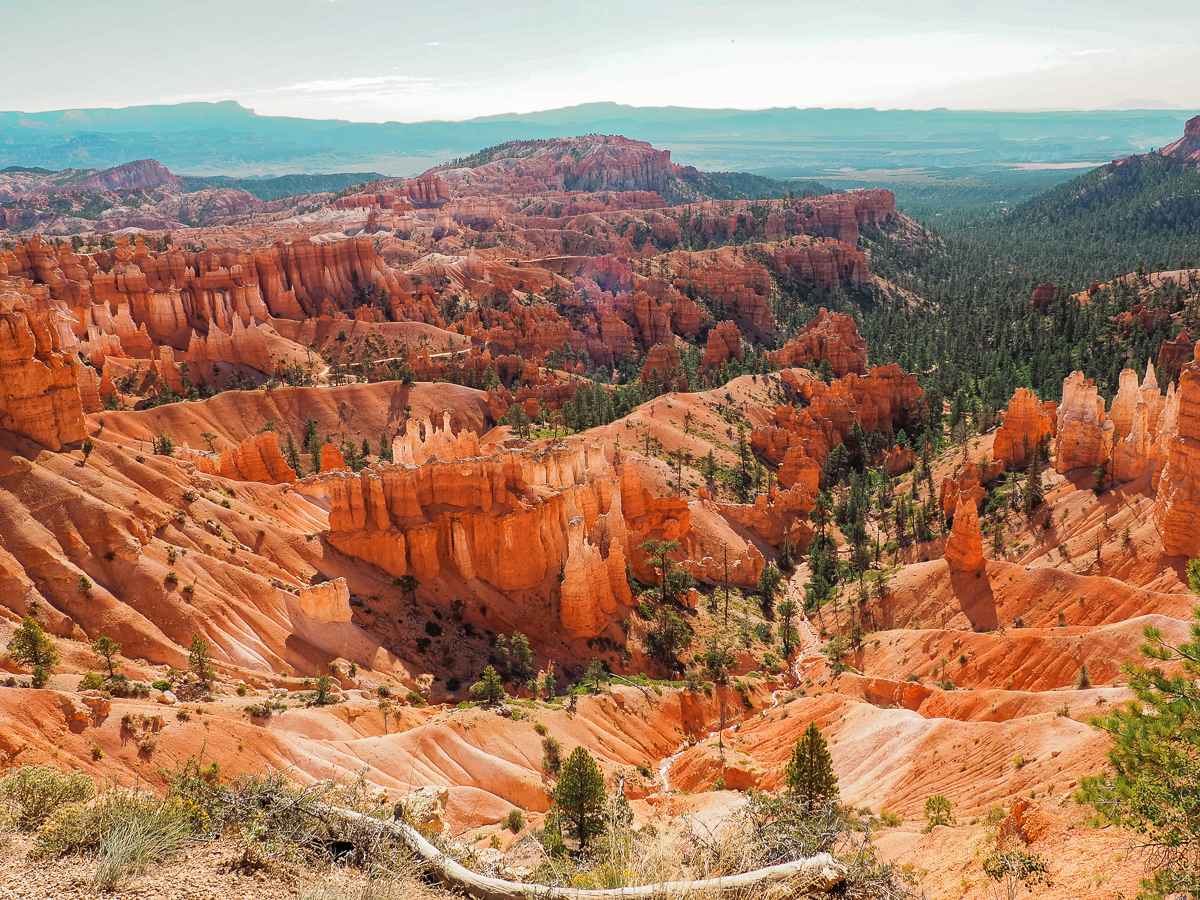 Hoodoos in the Amphitheatre of Bryce Canyon National Park