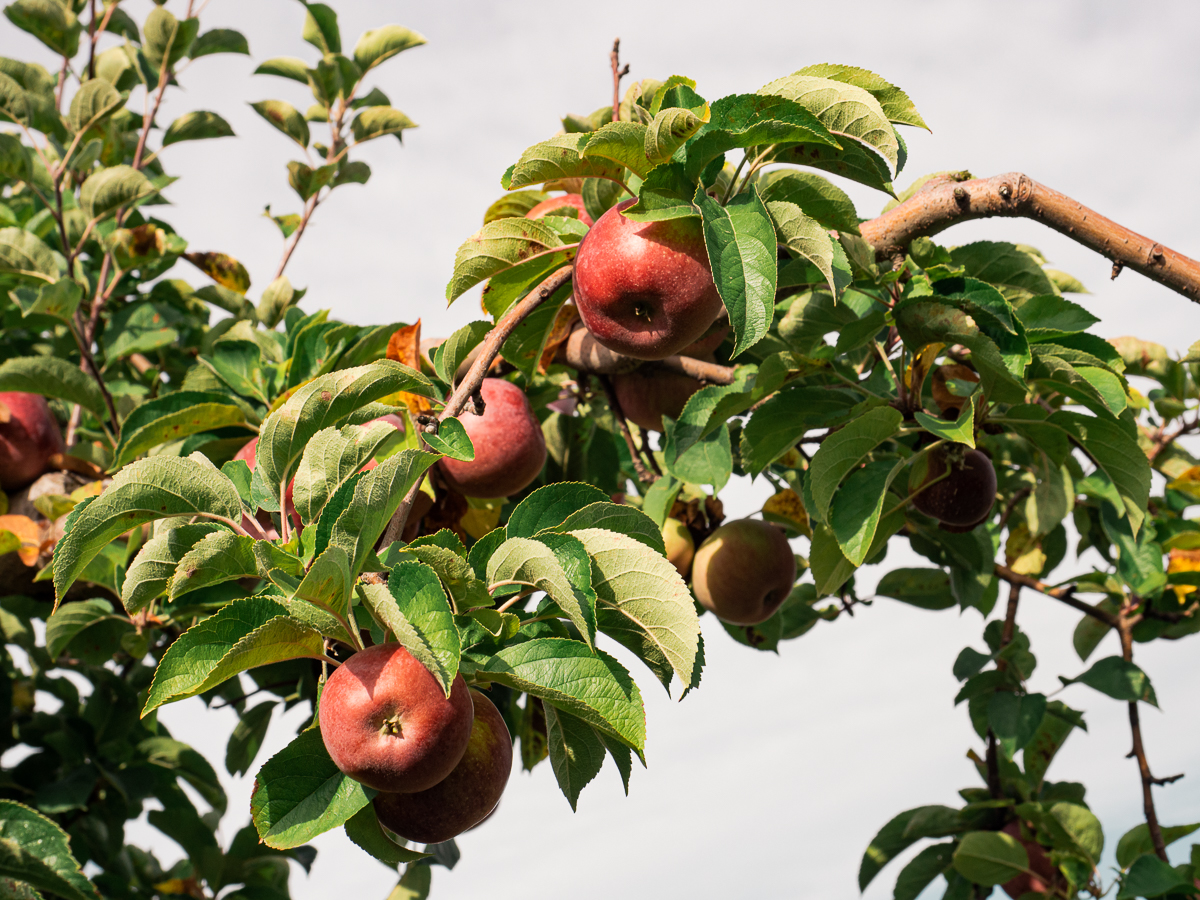 Apples hanging from a tree in an Orchard in New York