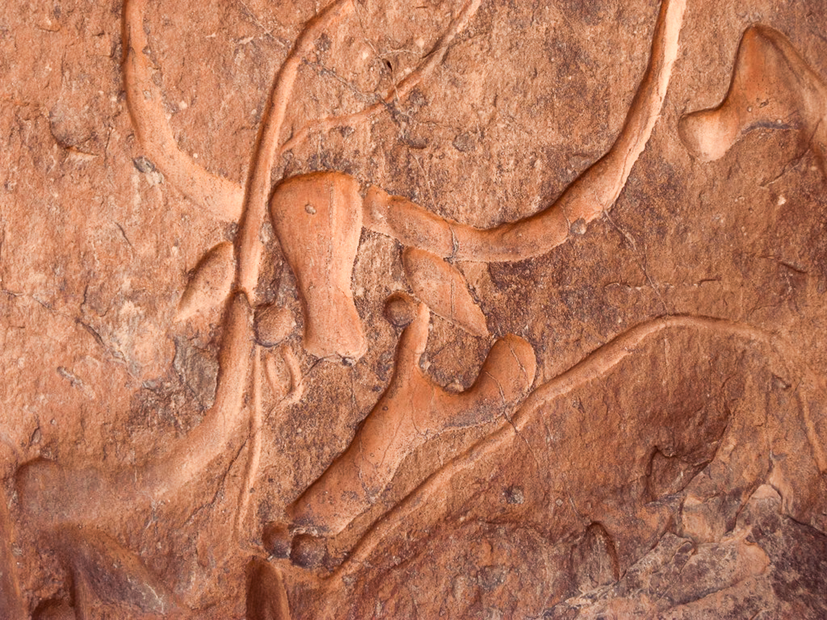 Fossils embedded in the rocks in Dinosaur National Monument, Utah