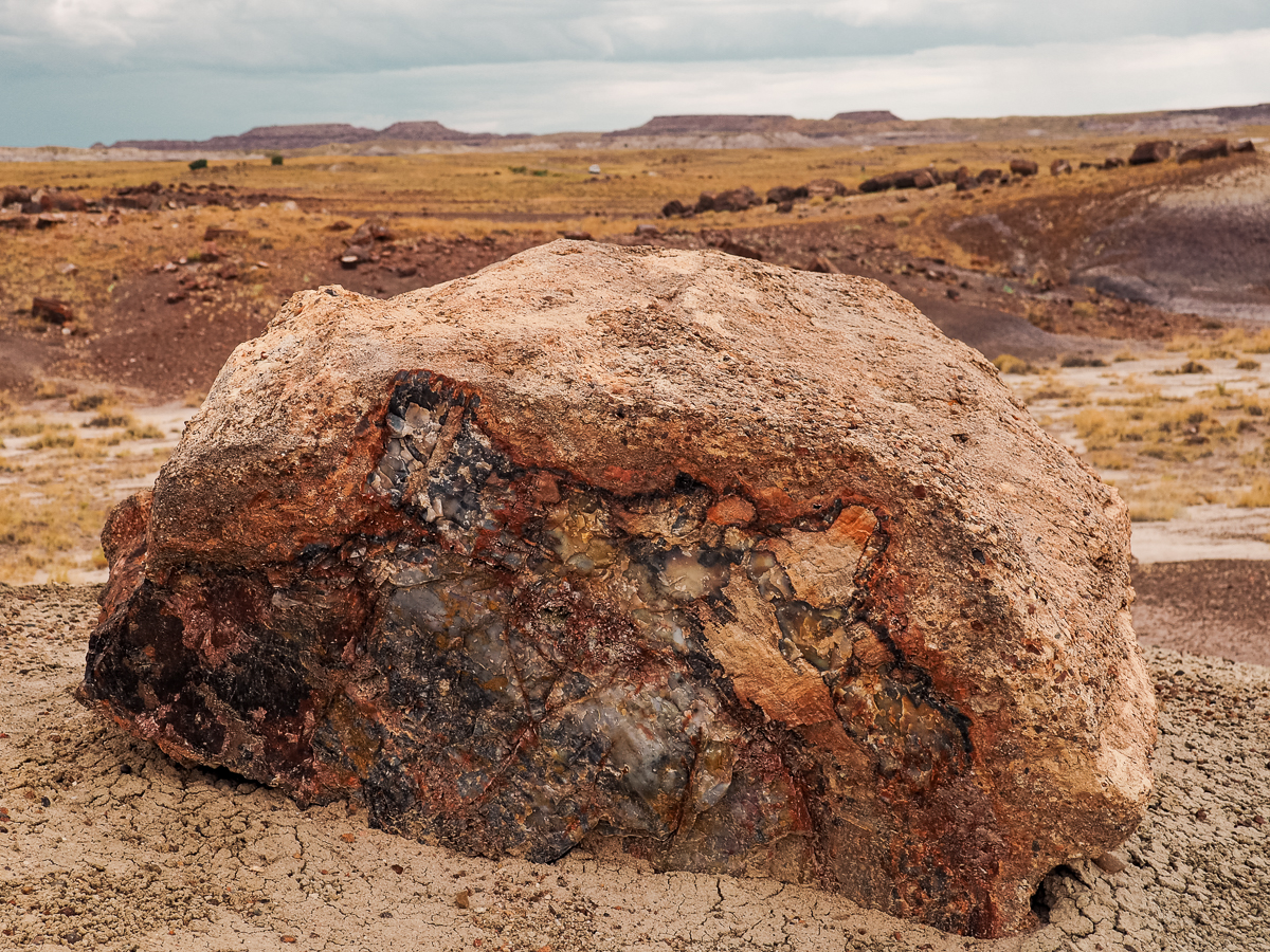 Petrified wood in the vast landscape of the Petrified Forest National Park, Arizona