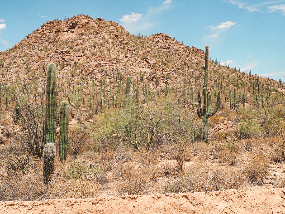High concentration of huge Saguaro cacti in front of hills in Saguaro National park