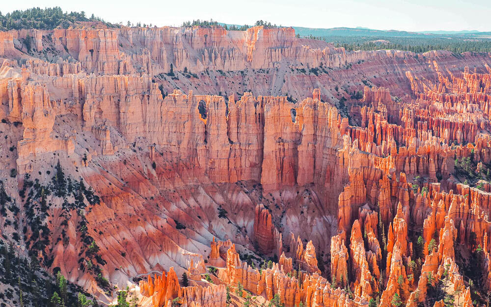 High concentration of Hoodoos in Bryce Canyon