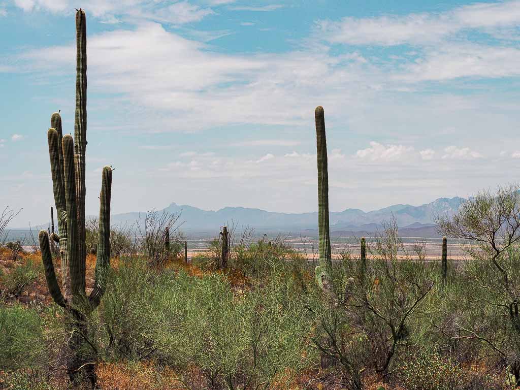 Desert landscape filled with the famous Saguaro cacti