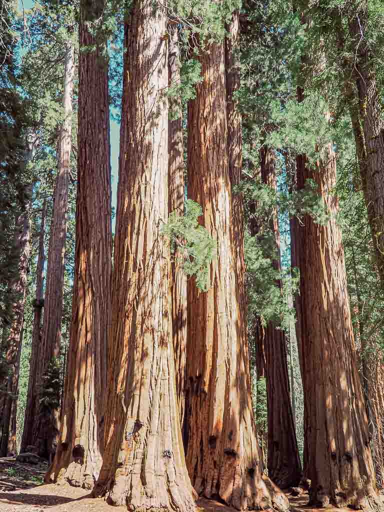 Tall Sequoia trees
