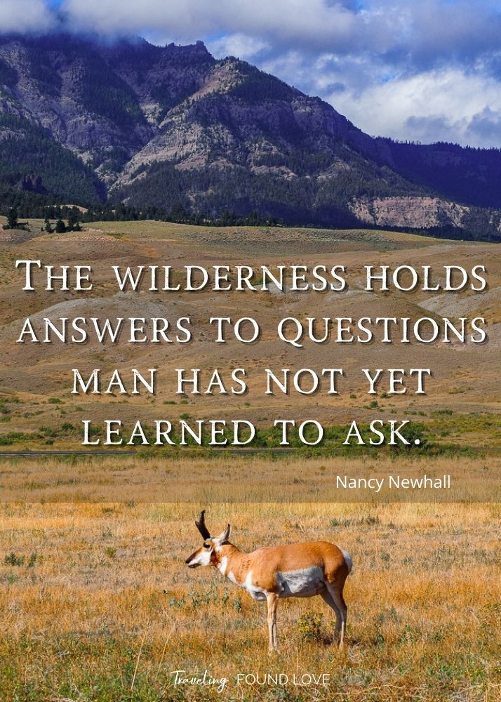 Hiking quote with a pronghorn deer in the wilderness