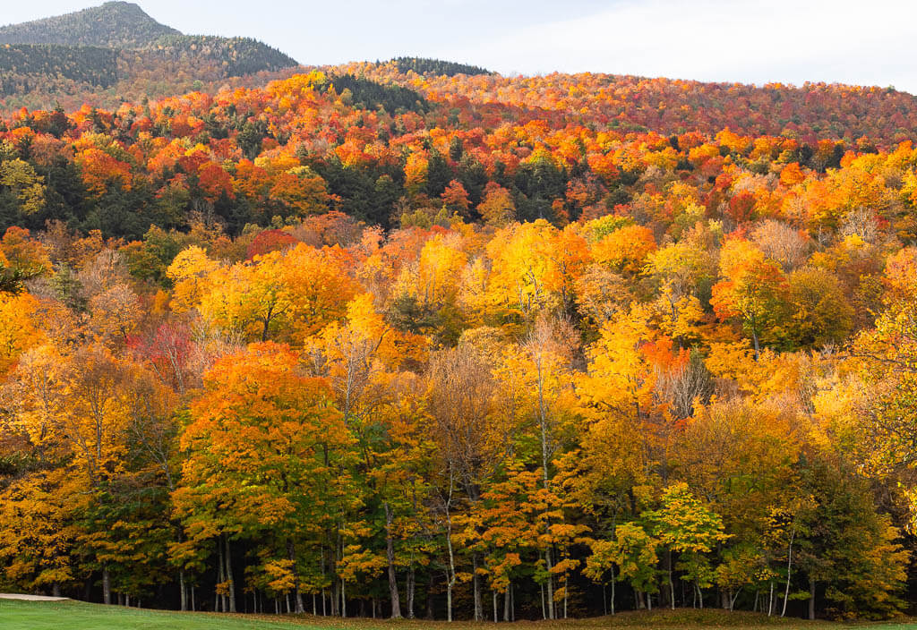 Fall in upstate ny - Forests & Nature Background Wallpapers on